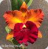 Rlc. Hey Song Orange